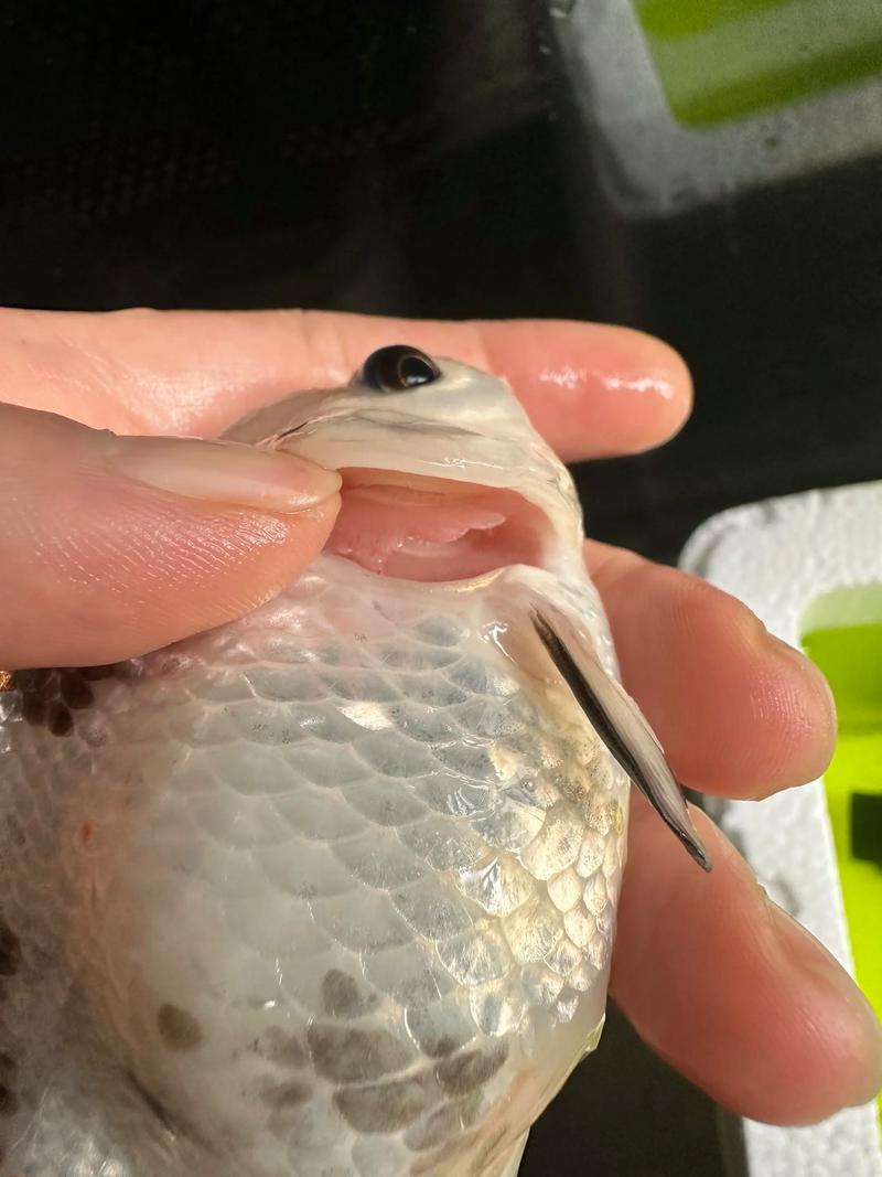 鱼鳃旁边长了白色东西