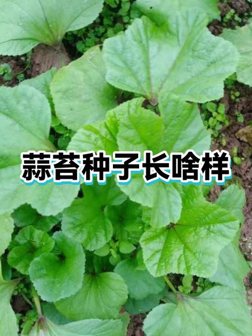 只长蒜苔的种子
