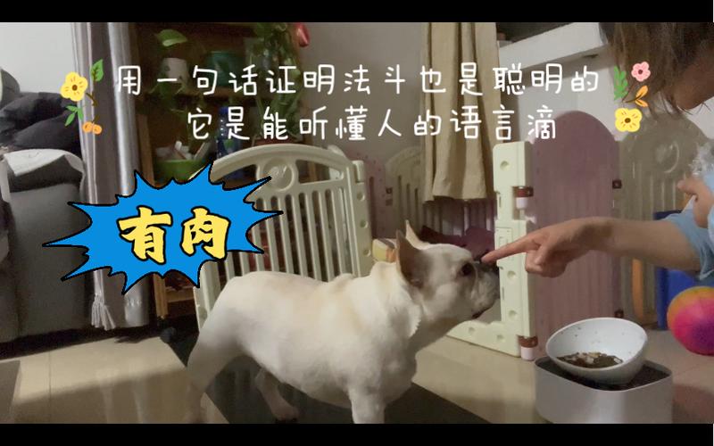 法斗能听懂人话吗