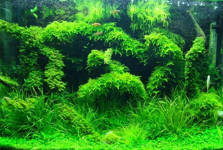 南美水族论坛最新版特色