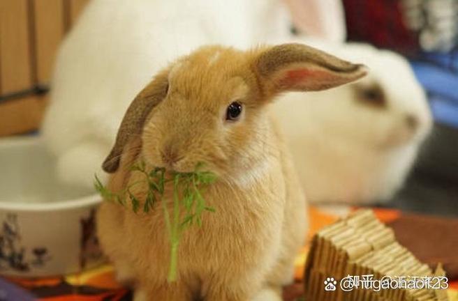 仓鼠吃兔粮吗 仓鼠吃兔粮吗