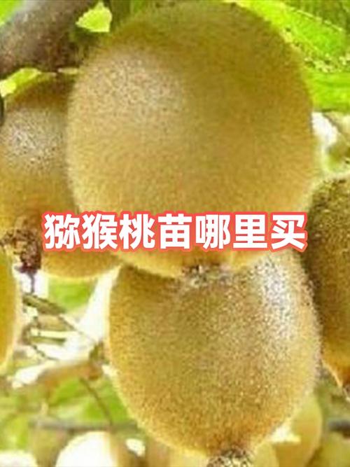 蜜奥桃苗哪里有卖 蜜奥桃苗哪里有卖
