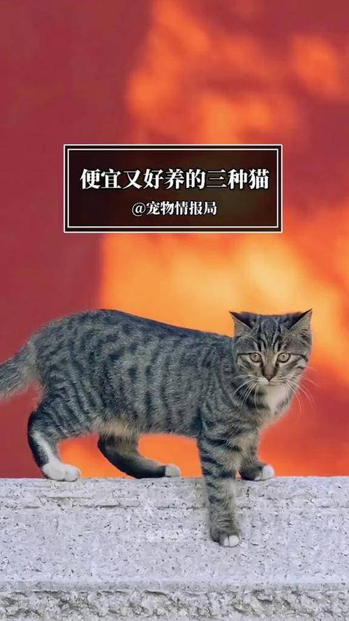 什么宠物最好养又便宜