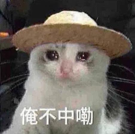 表情包猫meme图片大全