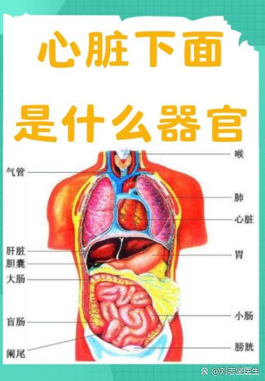 胸下面的中间位置是什么部位