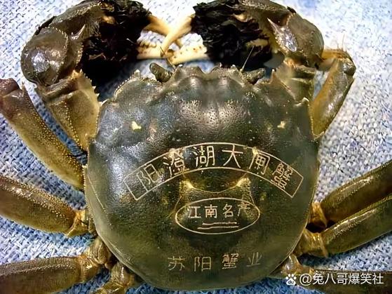 螃蟹是大闸蟹吗