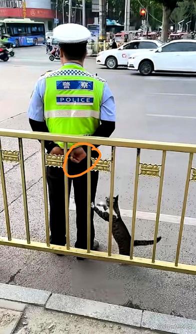 猫丢了找警察有用吗