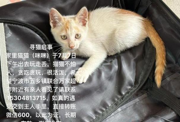 猫丢了找警察有用吗截图3