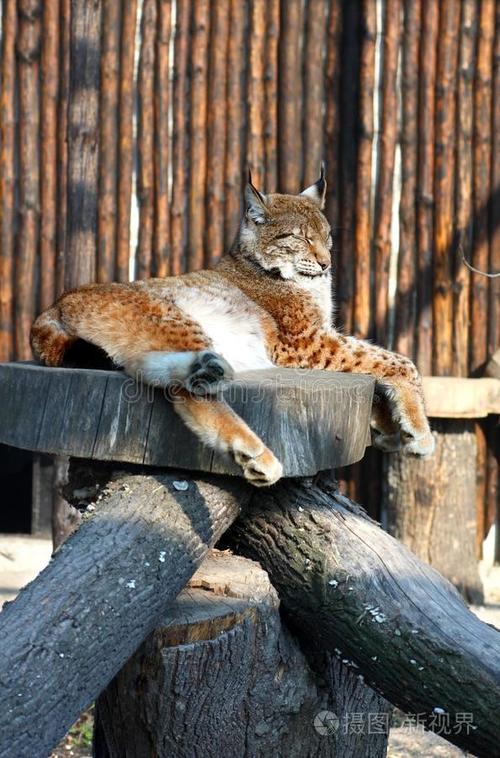 动物园中的猛兽