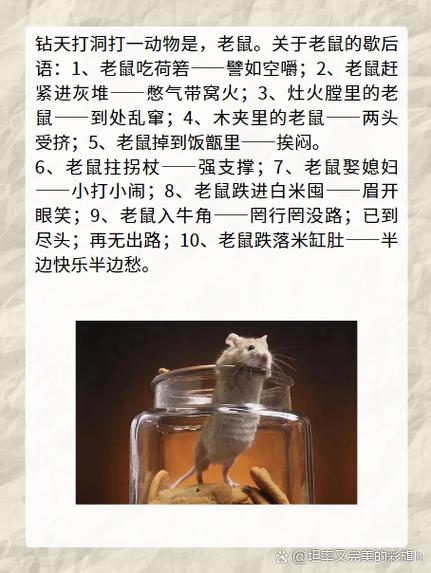 关于老鼠的朋友圈说说
