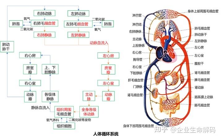 三神循环系统详解