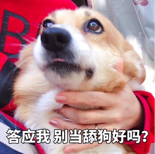 舔狗最火走心的文案 舔狗最火走心的文案