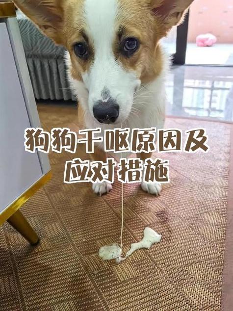 狗狗早上咔咔干呕