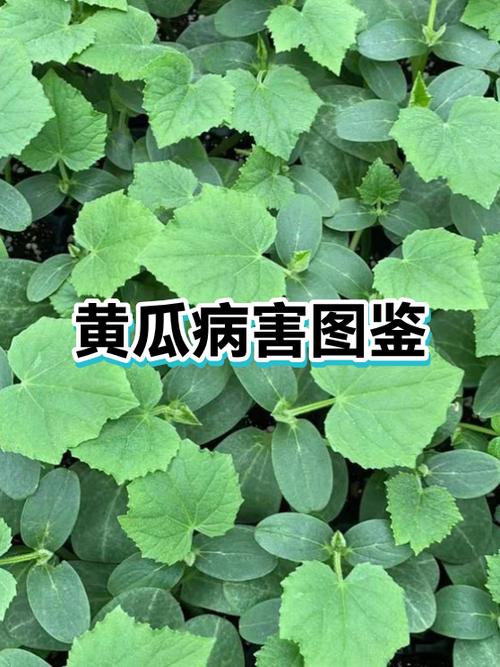 黄瓜有哪些病害