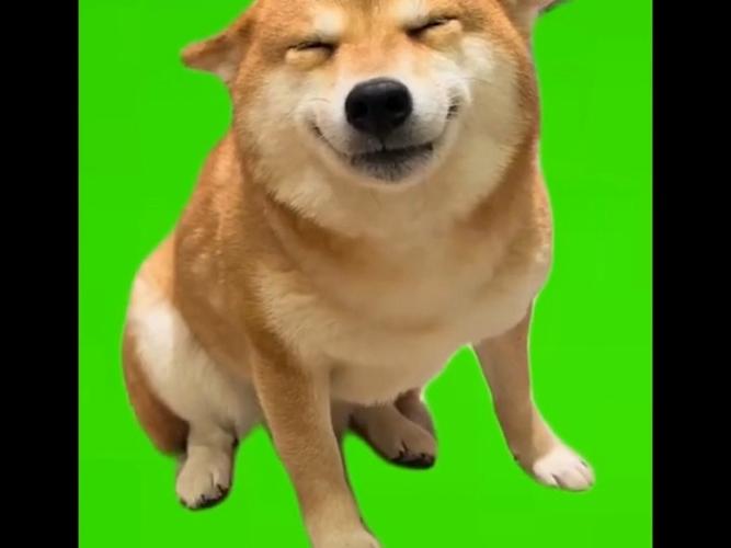 道士狗meme表情包