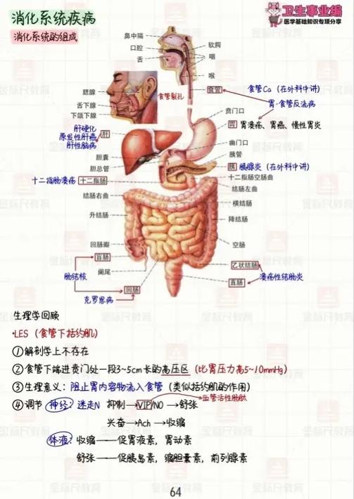 医学基础知识知识点总结