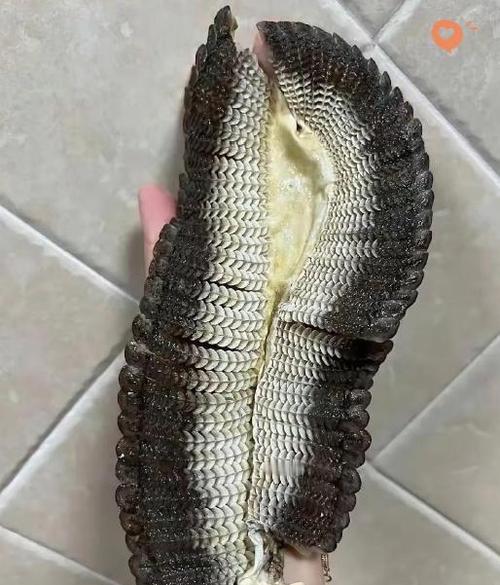膨鱼鳃热性还是寒性