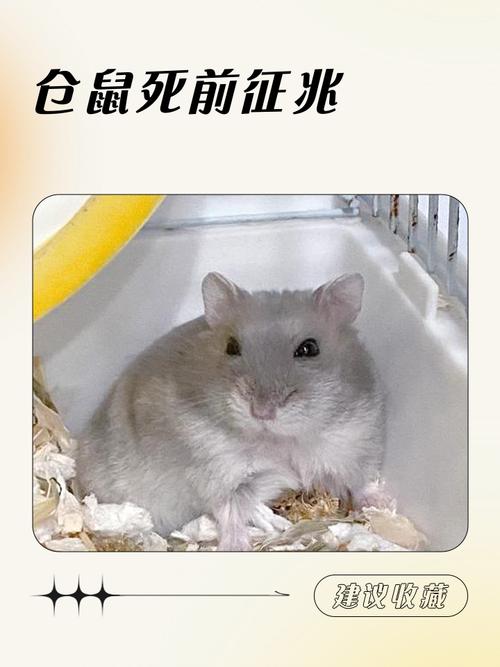 仓鼠死后多久会僵硬 仓鼠死后多久会僵硬
