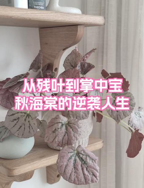海棠小说app下载截图2
