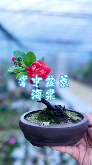海棠小说app下载截图3