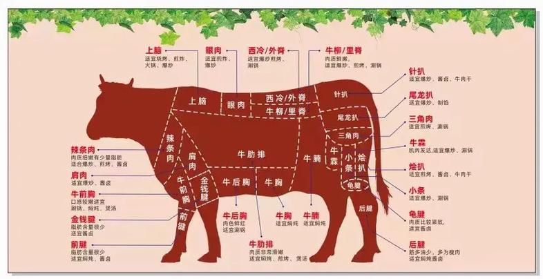 牛肉部位图解