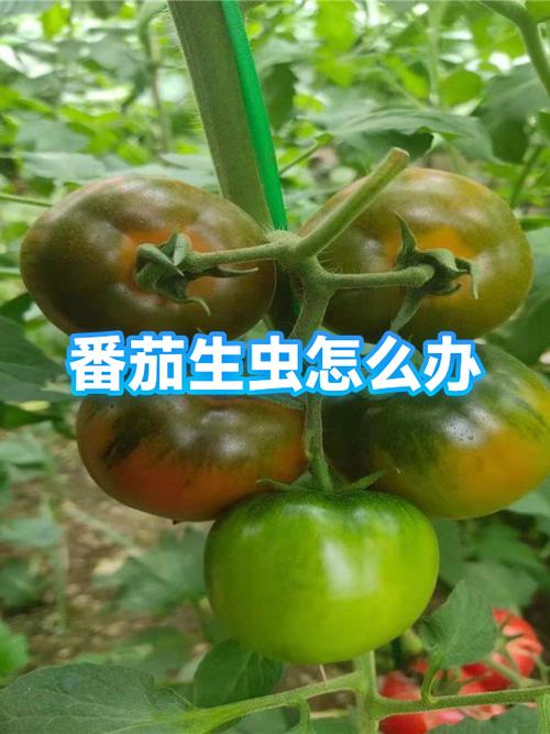 水果里有虫子怎么赔偿
