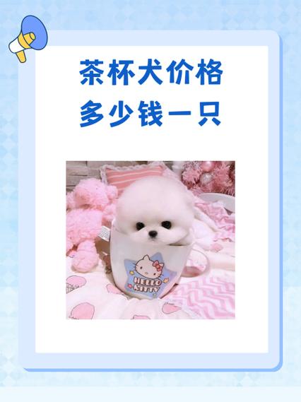 茶杯犬一只多少钱 茶杯犬一只多少钱