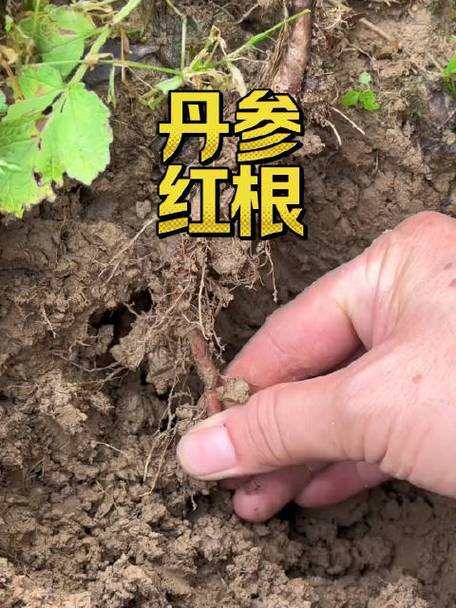 赤参的功效与作用图片