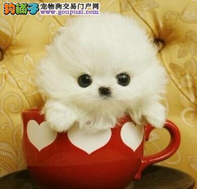 茶杯犬哪里有售