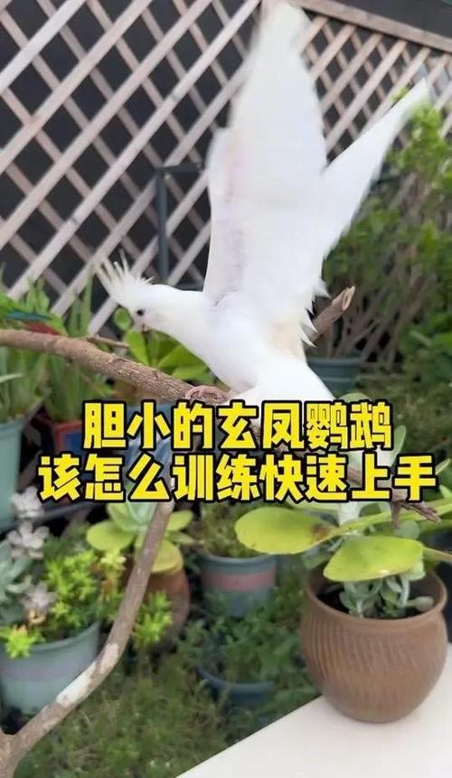 笼养玄凤鹦鹉如何上手