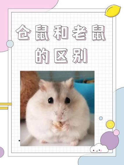 如果把仓鼠和老鼠放在一起会怎么样