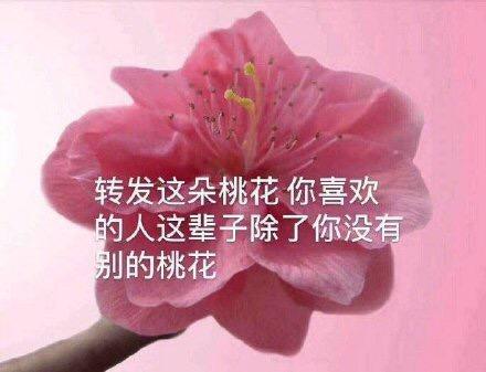 桃花网转发平台最低转发单价