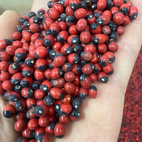 相思豆是我们吃的红豆吗