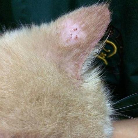 猫感染疥螨早期图片
