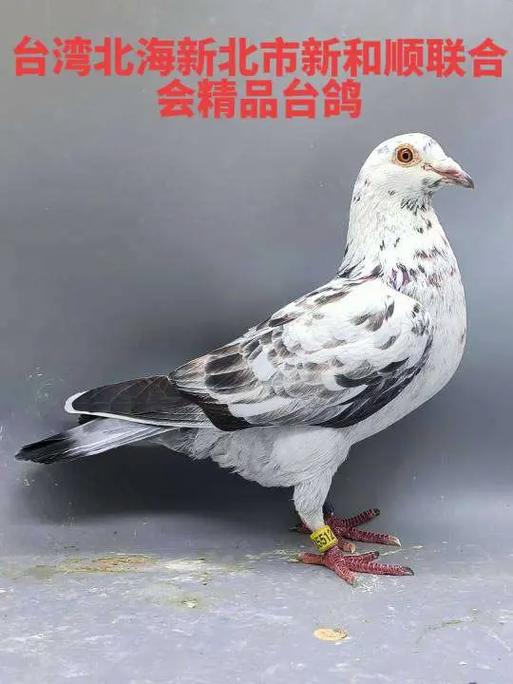 台湾查鸽网TPA