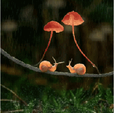 蜗牛有爱情49章原文