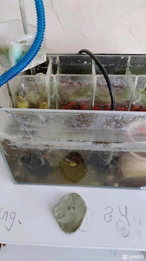 塑料鱼缸水垢清除妙招