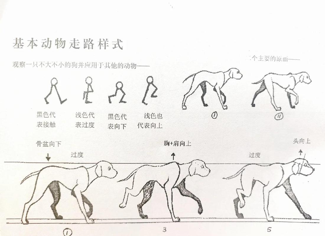 飞禽走兽有什么规律