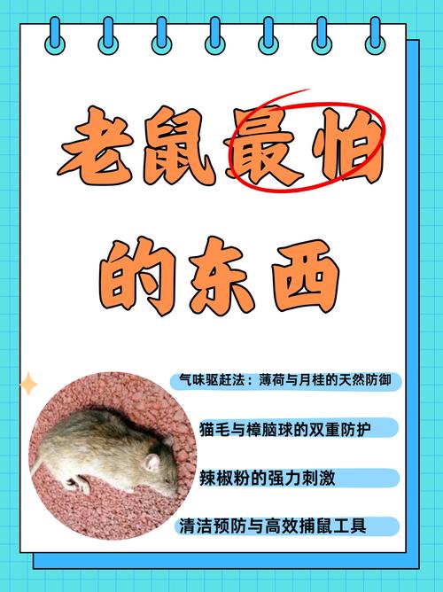 反恐精英鼠神怎么用