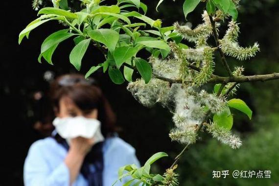 华为花粉俱乐部是干嘛的