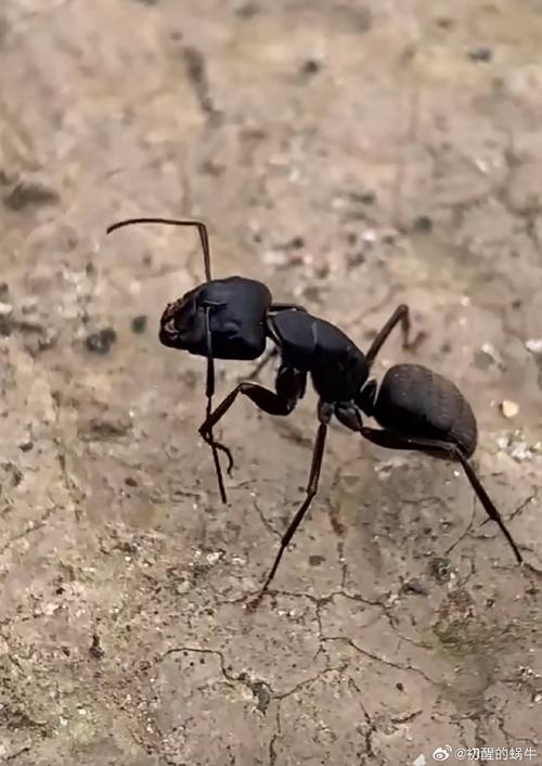 蚂蚁进屋里怎么处理