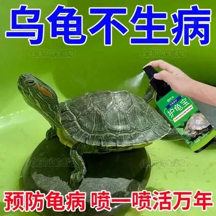 护龟宝在水里乌龟可以喝吗