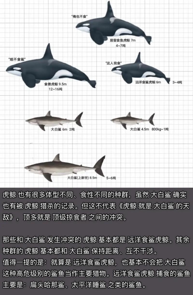大白鲨吃虎鲸图片