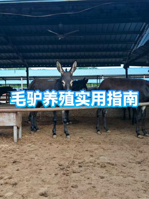 养毛驴的前景如何 养毛驴的前景如何