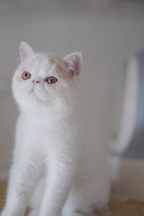 宠猫社区