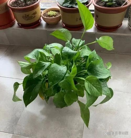 lvluo绿萝的官方售价