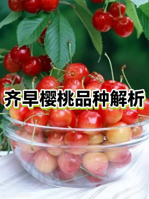 樱桃最贵三个品种
