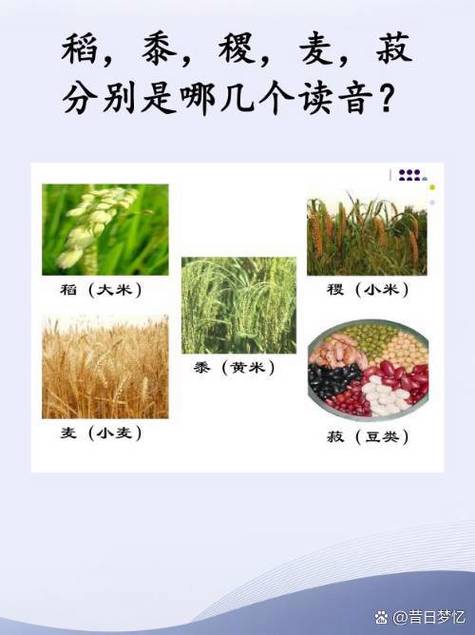 稻、黍、稷、麦、菽