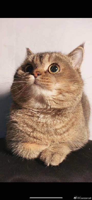 caesar cat