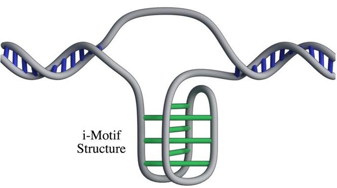 i-motif